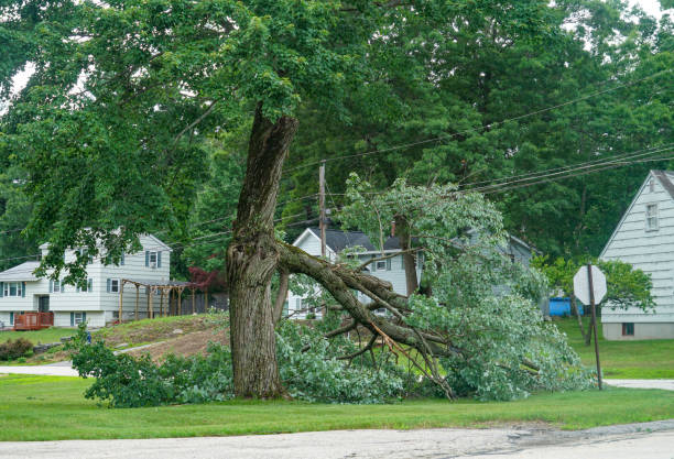 Residential Tree Removal in Erie, KS